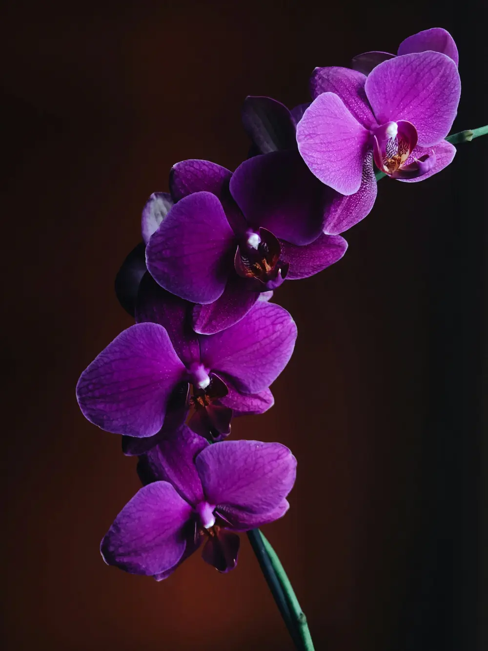 Branche d'orchidée violette sur fond sombre